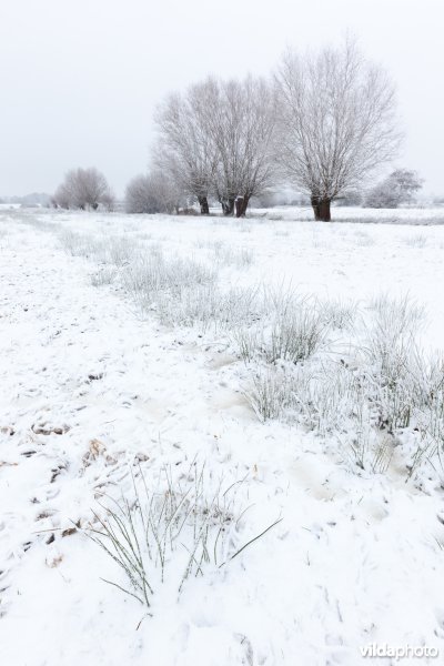 Grasland met knotwilgen