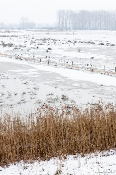 Ondergesneeuwde graslanden