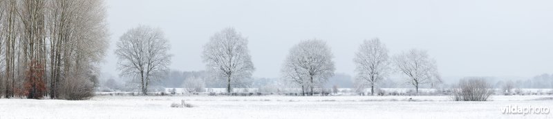 Besneeuwde bomenrij