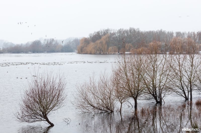 Winters Schulensmeer