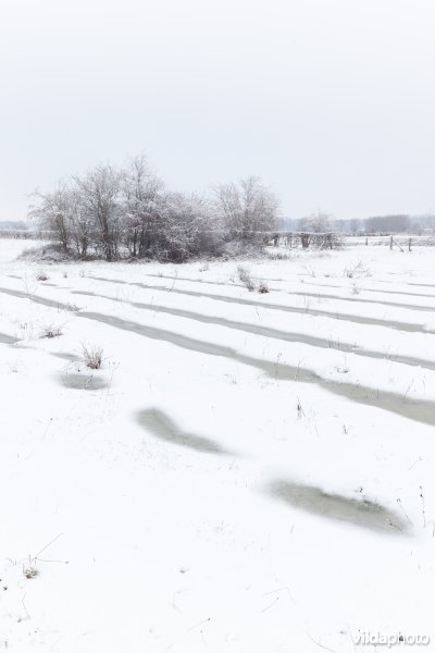 Ondergesneeuwd reliëfrijk grasland