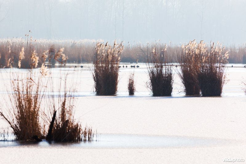 Rietpluimen in de winter