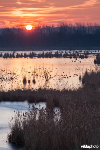 Winterse zonsopgang boven het Vinne