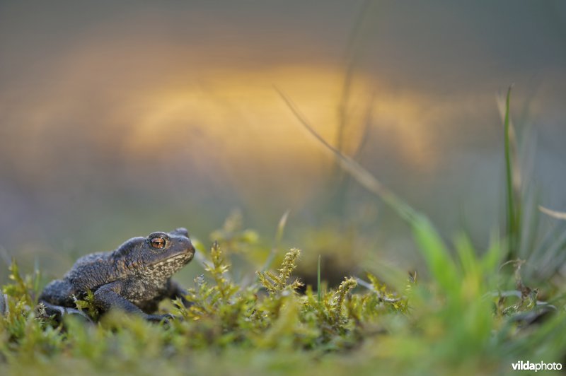 gewone pad bij zonsondergang