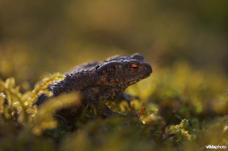 Gewone pad in tegenlicht