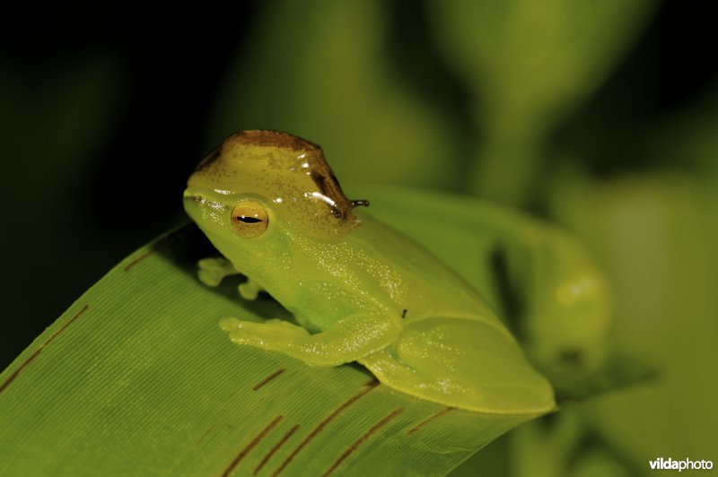 tropisch boomkikkertje met een naaktslakje op z'n hoofd