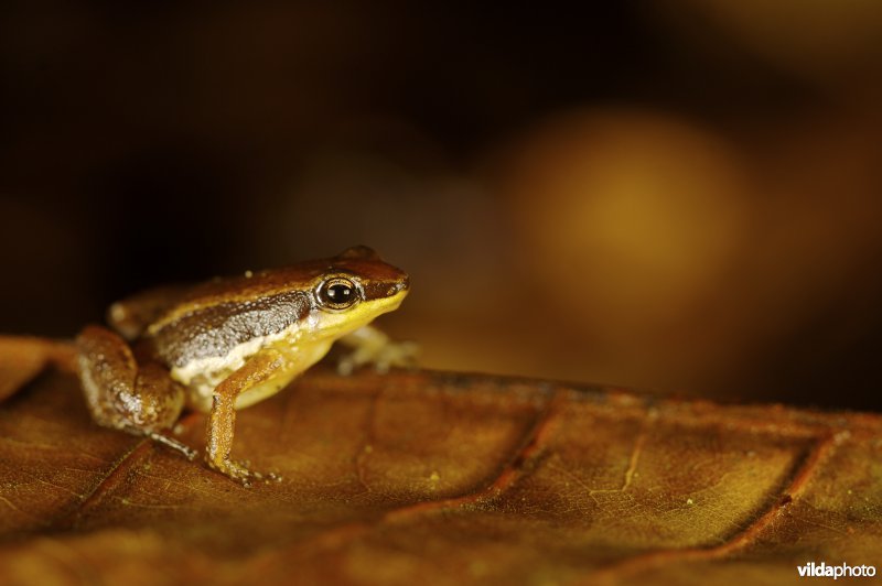 Allobates trilineatus