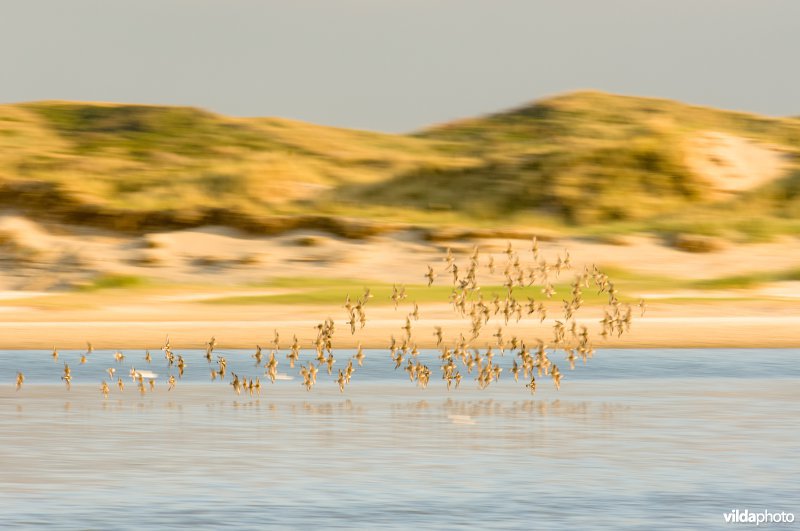 Een vlucht Kanoetstrandlopers