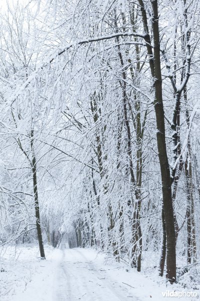 Besneeuwd wandelpad in een bos