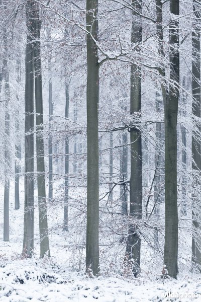 Besneeuwd bos