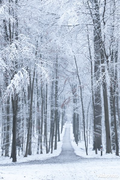 Besneeuwd wandelpad in een bos
