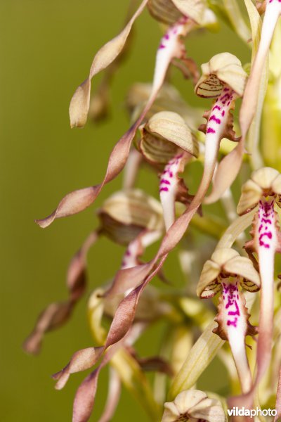Bokkenorchis