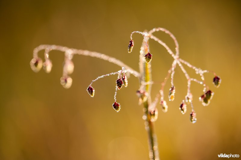 Bevertjes in de ochtendzon