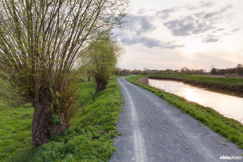 Knotwilgen op de Dijledijk