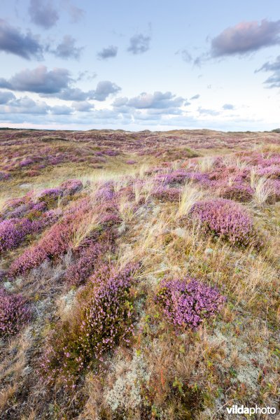 Gefixeerde duinen