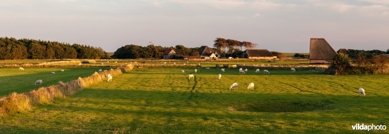 Schapen en tuunwallen