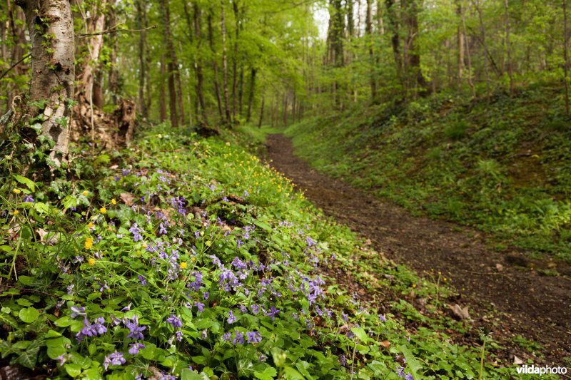 Alserbos