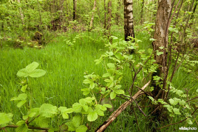 Alserbos