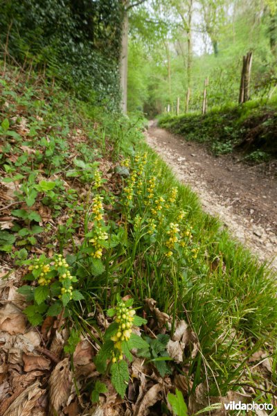 Veursbos-Roodbos-Vossenaerde
