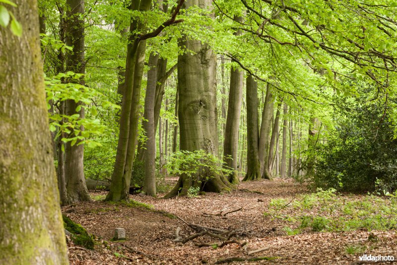 Veursbos-Roodbos-Vossenaerde