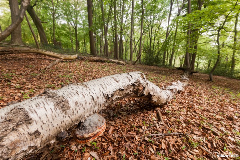 Veursbos-Roodbos-Vossenaerde