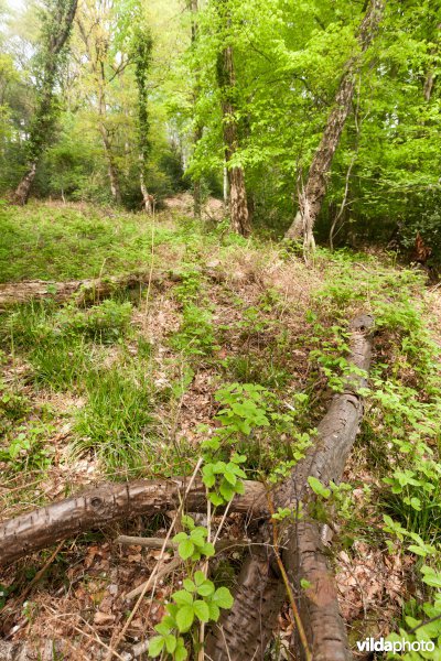 Veursbos-Roodbos-Vossenaerde