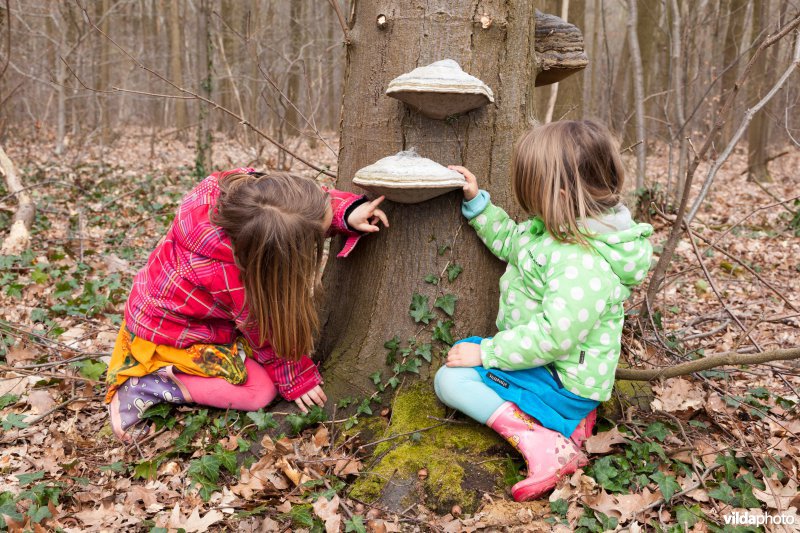 Paddestoelen onderzoeken