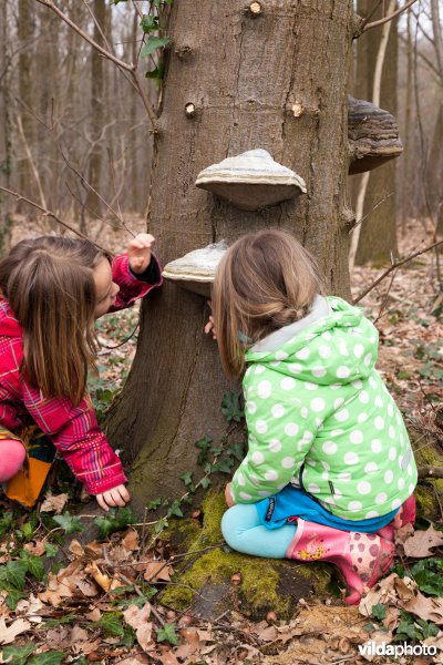 Paddestoelen onderzoeken