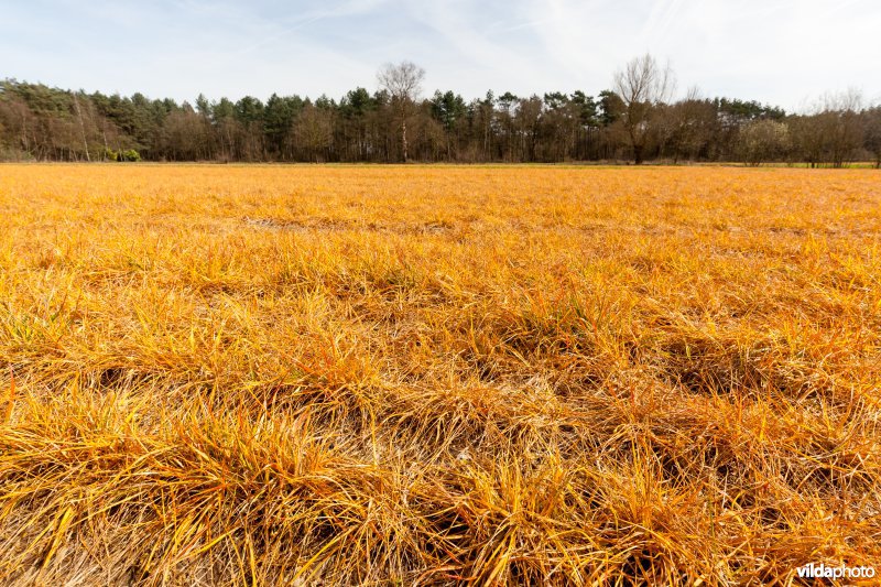 Doodgespoten grasland