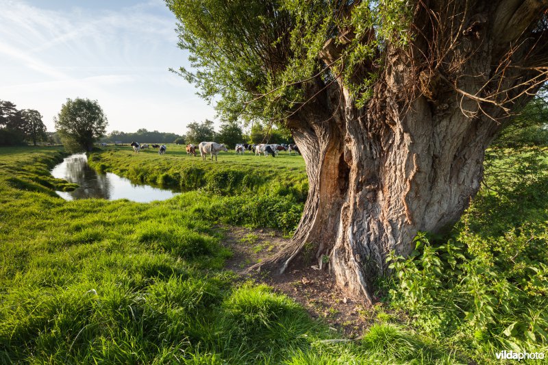 Knotwilg aan de Weesbeek