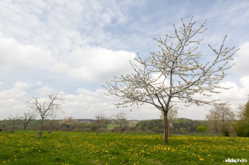 Boomgaard in bloei