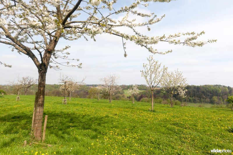 Boomgaard in bloei
