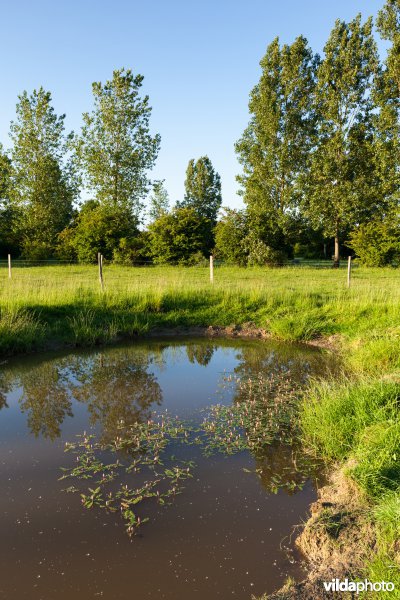 Poel voor de Getedraak