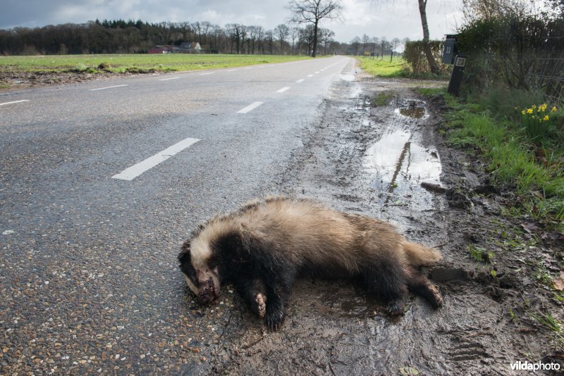 Dode das langs een landweg