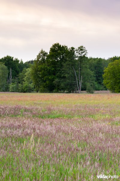 Bloemrijk grasland
