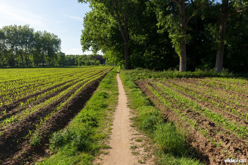 Trage weg