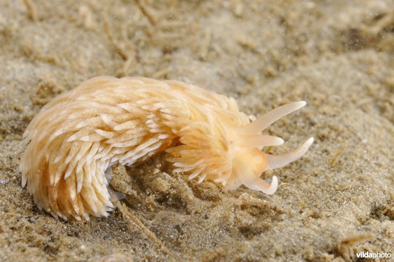 Kleine vlokkige zeenaaktslak, kleine vlokslak