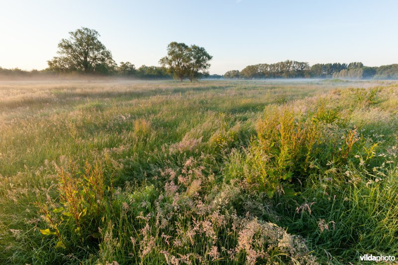 Ochtendlijk grasland