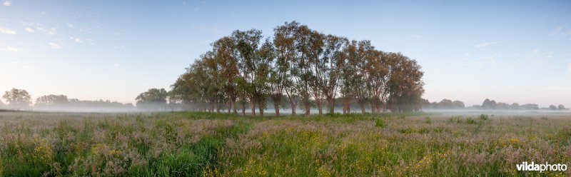 Knotwilgen in de ochtendnevel