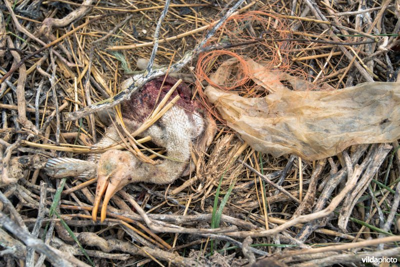 Dood lepelaarskuiken met plastic op nest