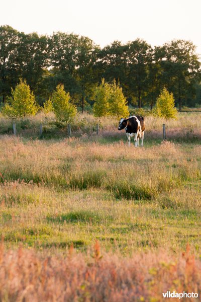 Extensieve begrazing
