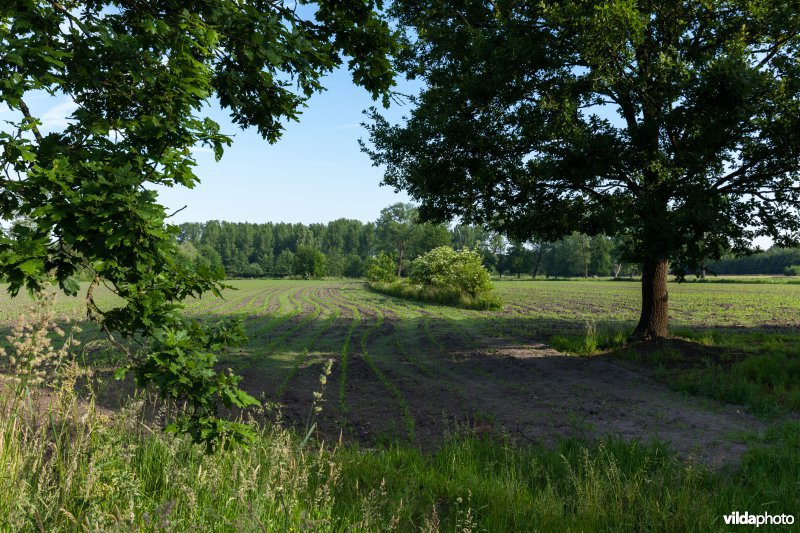 Kleinschalig landbouwlandschap