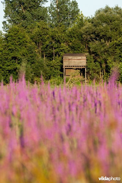 Vogelkijktoren