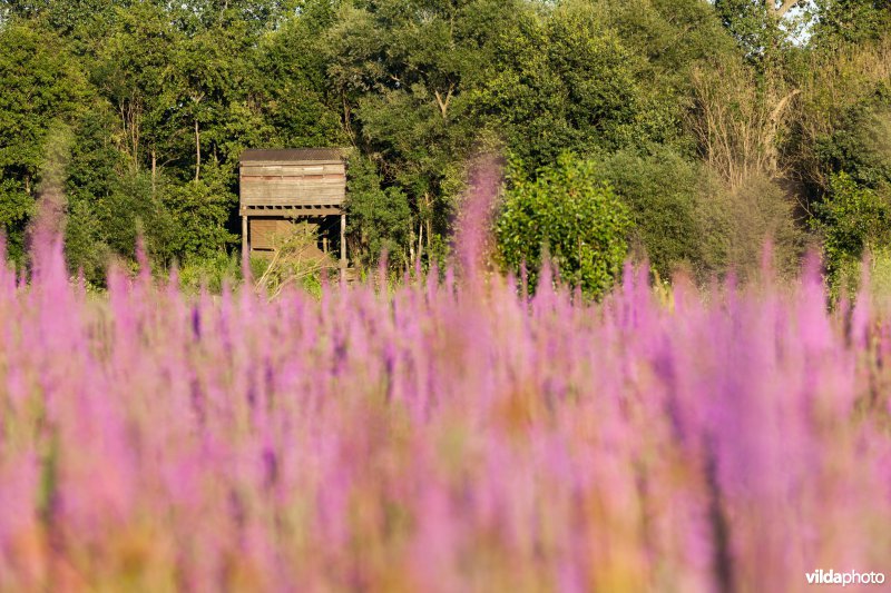 Vogelkijktoren