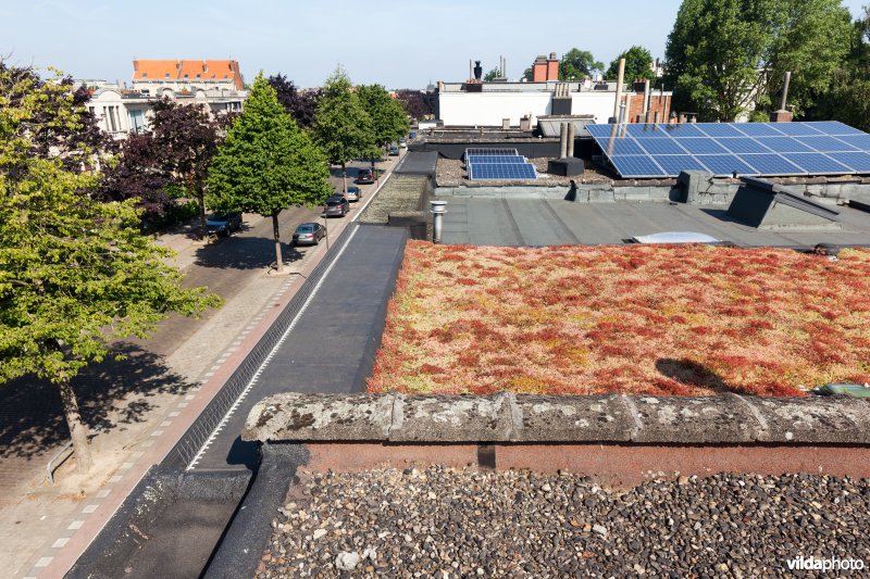 Groendak in stedelijke omgeving