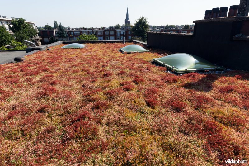 Groendak in stedelijke omgeving