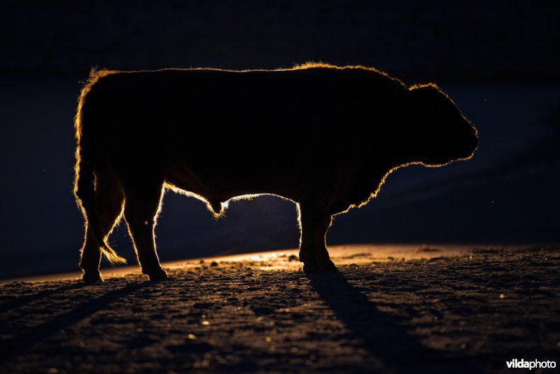 Galloway stier in de Geldersche Poort