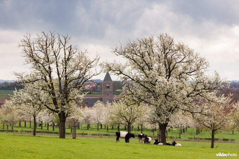 Boomgaard met koeien