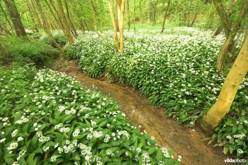 Daslook in Parikebos