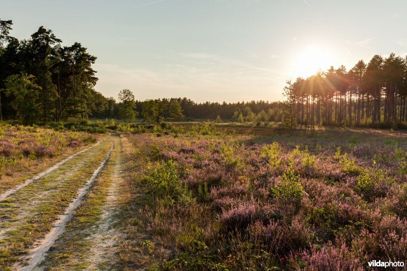 Wandelpad op de heide